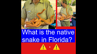 What is the native snake in Florida?
