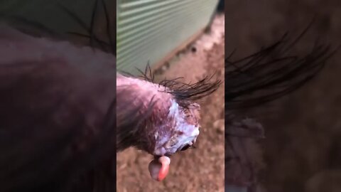 Disabled guinea fowl get much needed exercise