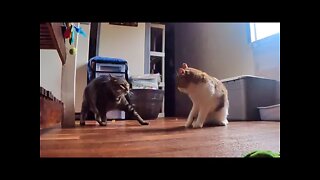 KITTY CAT Ju-Jitsu - Amazing counter takedown!