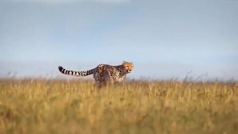 The Most Incredible Wild Animal Fights Caught On Camera 2022 p3