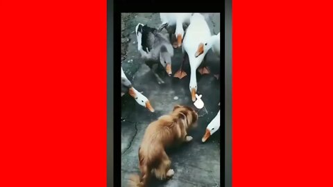 Goose Attacks Dog Compilation