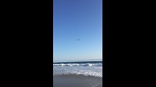 Watching the birds dive for food in the ocean