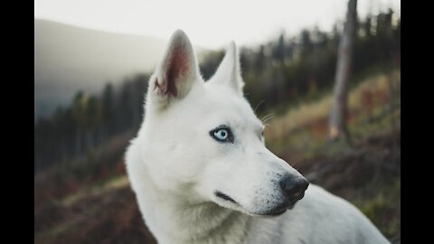 Life with the white husky