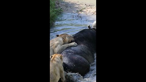 Lions attack a buffalo#wildlifemagictv#wildlife#wild#nature#animals#lions#animalslovers#wildlife