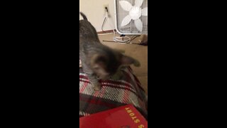 Kitty take down