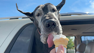 Happy Great Danes Love Ice Cream & Cheeseburgers