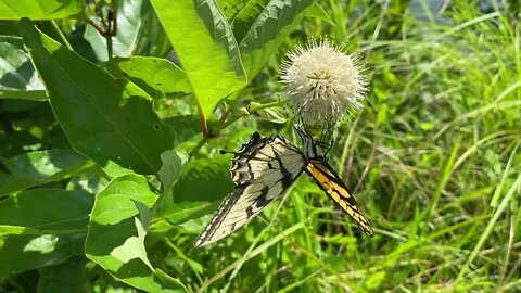 Butterflies are free! - Walk With Me, Steve Martin, and see. Andrew Jackson State Park in S.C.