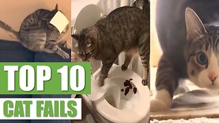 TOP 10 CAT FAILS