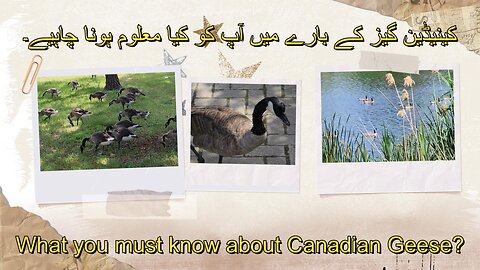 Canadian Geese-Interesting Facts