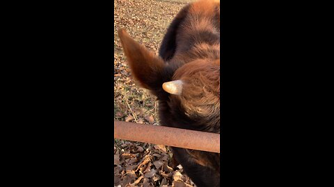 Happy New Year from Moose the Jersey Steer