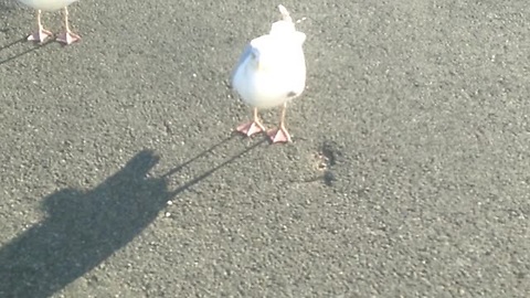A Welshman Teaches A Hungry Seagull How To Dance