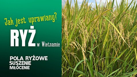 Uprawa ryżu🌾⏐Pola, suszenie, młócenie, maszyny, kaczki i bawoły⏐WIETNAM🇻🇳 w 2018