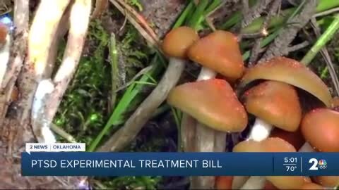 OK bill aims to introduce research on 'Magic Mushrooms' as PTSD treatment