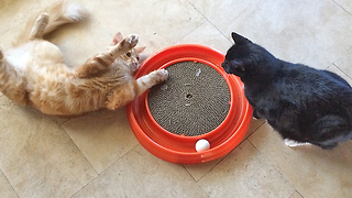 Two Cats Play with with Cat Nip Ring Toy