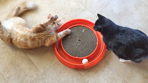 Two Cats Play with with Cat Nip Ring Toy