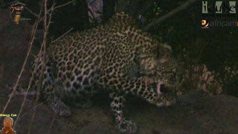 Scotia Female Leopard - Year 2, Becoming Independent - 1: Dragging A Meal And Cleaning Up