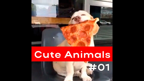#CompilationVideo 01 - cute animals
