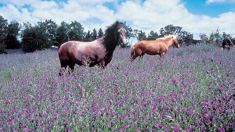 This weed can have devastating effects on horses.