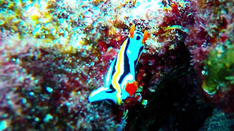 Colorful sea slug is one of thousands of tiny but beautiful underwater sights