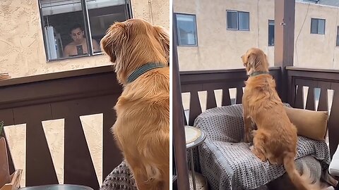 Dog is obsessed with watching his neighbor from afar