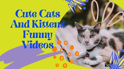 Cute Cats And Kittens Funny Videos