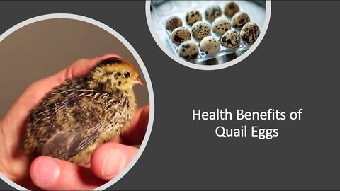 Quail Eggs Natural Medicine Benefits, Uses & Side Effects