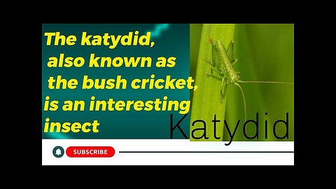 Katydid