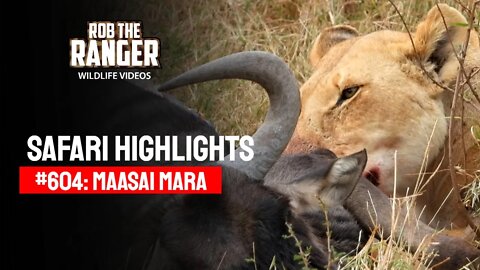Safari Highlights #604: 01 - 02 August 2021 | Maasai Mara/Zebra Plains | Latest Wildlife Sightings