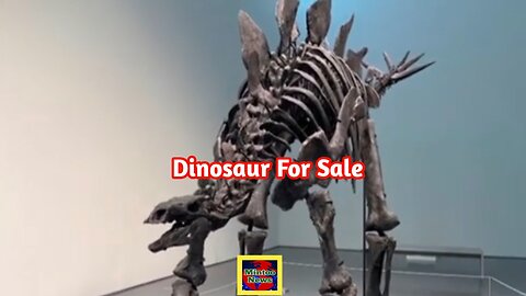 Stegosaurus skeleton up for auction in New York