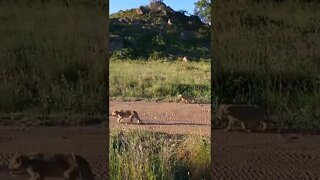 Our Close Encounter with Lion Cubs Taking an Evening Stroll!🤔#shorts #safari #travel #travelling