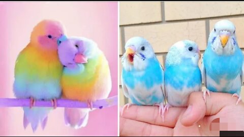 baby animal 🔴 cute animals, funny 🔵 । funny birds, funny