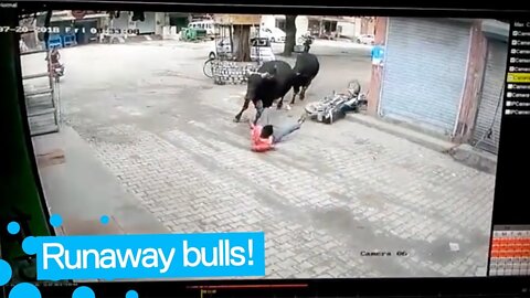 Man Survives after being Hit by Runaway Bull