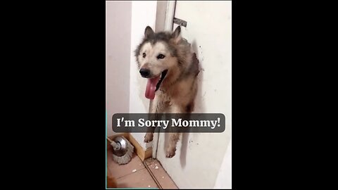 Dog caught red handed Funny reactions of Dogs!