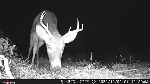 Trail Camera: Whitetail Buck Selfie 🤳
