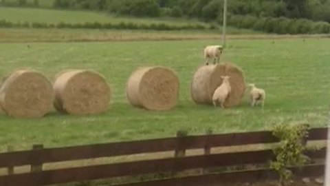 Adorable Lambs Put On A Hilarious Show For The Neighbors