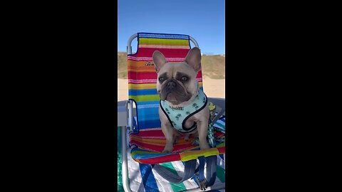 Snacking on the Beach | Mochi The French Bulldog
