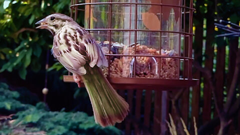 Slow-motion close-up sparrow feeding and flying