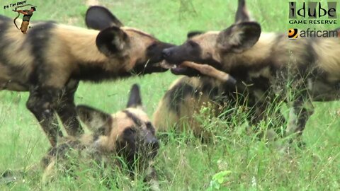 African Wild Dogs/Painted Hunting Dogs: Tug O' War