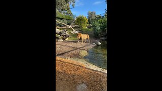 Lion at Melbourne zoo