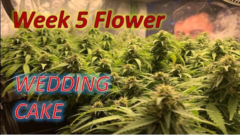 Week 5 flower of Wedding Cake Weed Strain Topped 3x