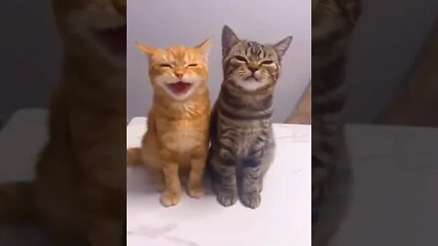 cute cat videos 😹 funny videos
