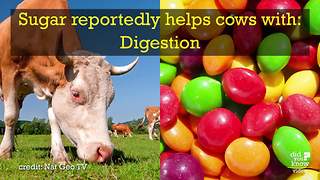 Farmers Are Feeding Their Cows Skittles Now