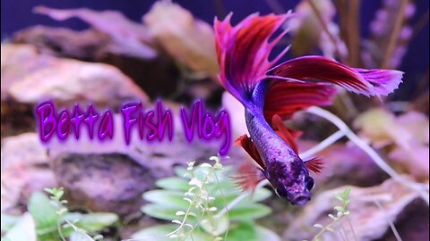 New betta fish for my planted tank.