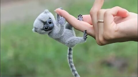 The smallest monkey 🐵 in the world | pygmy marmosets