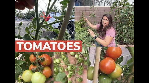 TOMATOES!! Pruning, Trimming, Propagating, and Topping your tomatoes