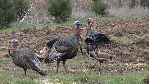 Kansas Lift Off I Spring Bowhunting Turkey