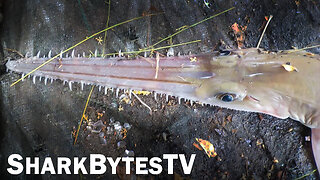 Strange Prehistoric Shark Discovery - Like Nothing You've Seen Before - Shark Bytes TV Episode 4