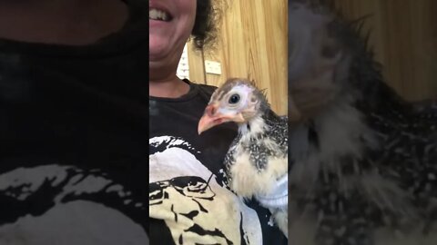 Cute baby Guinea fowl