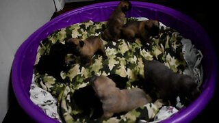 CaneCorso Puppies