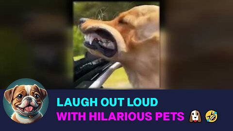 augh Out Loud with Hilarious Pets! 🐶🤣 Funny Animals Shorts